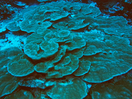 Deep reef with flat, plating corals
