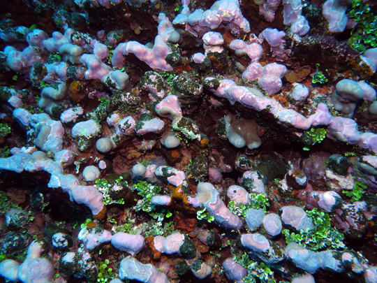 Dead coral skeletons with green Halimeda algae, cemented in place by red crustose coralline algae, at mid-depths (15 m) on the fore reef