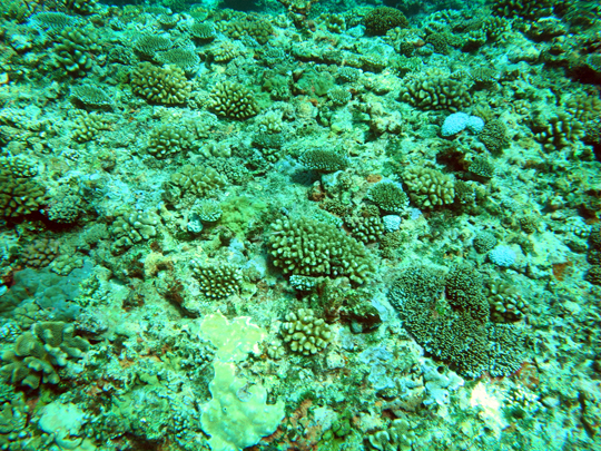 A reef undergoing recovery