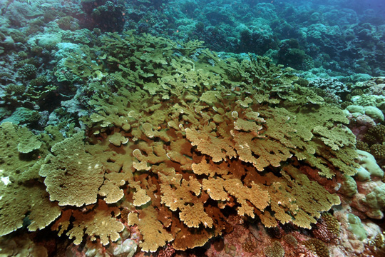 Large thicket of Pacific elkhorn coral (Acropora clathrata) on an exposed shallow reef off Raraka