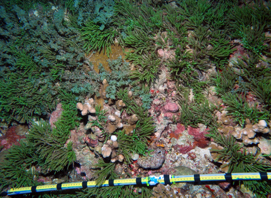 Two species of macroalgae (Caulerpa racemosa and C. sertuloides) carpeting the reef substrate. Two branching rice corals (Montiopora) and red crustose coralline algae are visible. Scale bare is 90 cm.