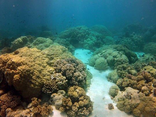 Typical Lagoonal patch reef in Rangiroa with unusually large Porites colonies and Pocillopora colonies