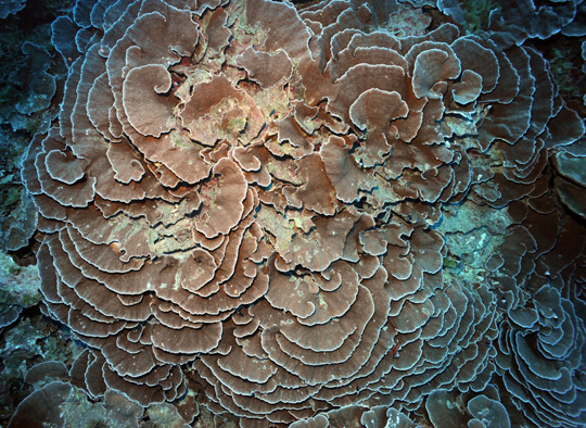 Foliose sheets of ruffled lettuce coral (Pachyseris speciosa) at 30 m depth at Raraka