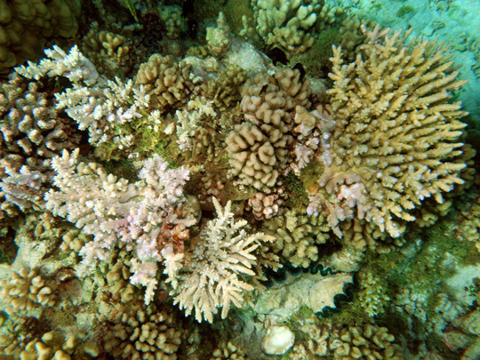 Coral community on the top of a lagoonal pinnacle at 2 m depth