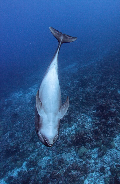 A dolphin swims by the divers