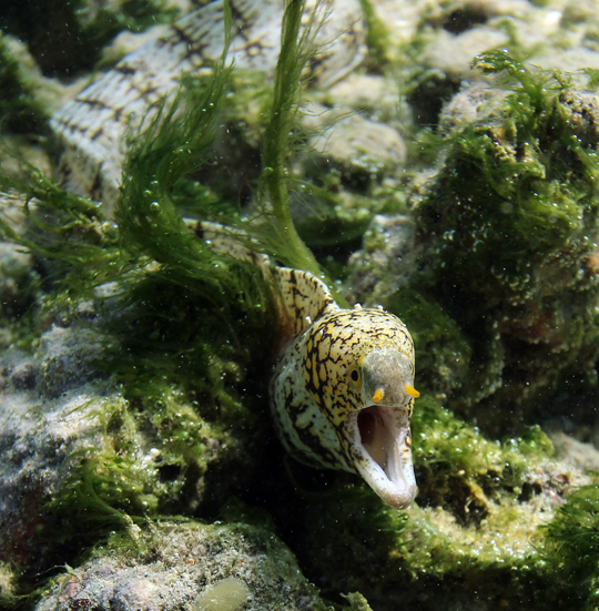 An eel emerges from some algae to greet the camera in Tahiti.