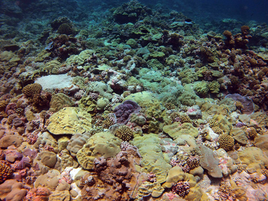 Tuamotu Reefs: Shallow fore reef (5 m) on the leeward side of Fakarava with a high cover of plating and submassive Porites colonies and other species