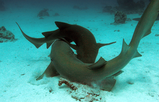 Two nurse sharks wrestle in the sand