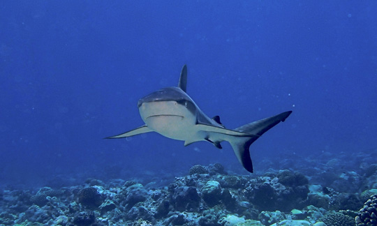 Though not agressive, it's intimidating to see a grey reef shark approach a diver