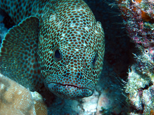 Large groupers are more abundant in the Tuamotus