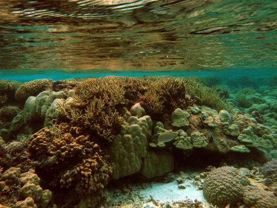 Porites in shallow water that has been colonized by branching corals