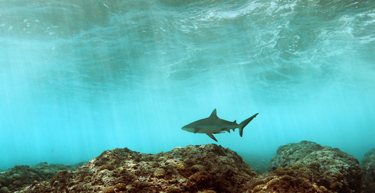 Shark sanctuary: A grey reef shark patrols the reef