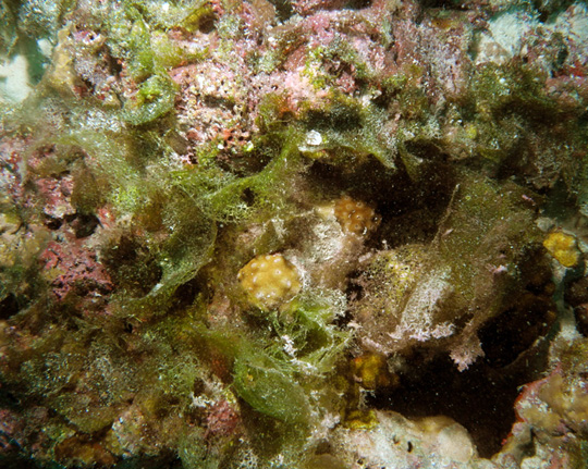 Microdictyon algae, crustose coralline algae and a small coral