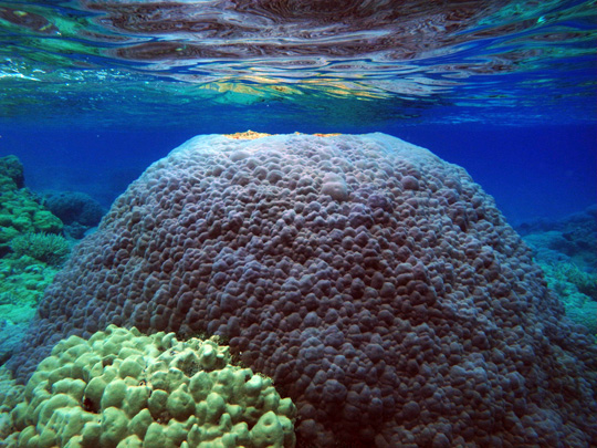 A Porites colony close to the surface with a dead top in lagoon reefs of Fakarava