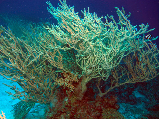 Delicate, upright, branching "spindly" Acropora colonies at the base of a lagoonal patch reef
