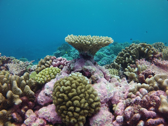 Corals stuck in place makes coral reproduction a challenge.
