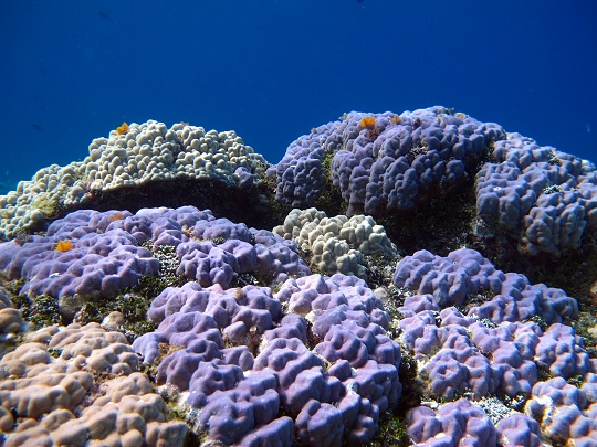 Studying growth rates of corals like these (Porites) will help us to understand how ocean acidification is affecting coral growth rate.