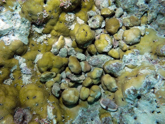 gemmae on Porites lobata