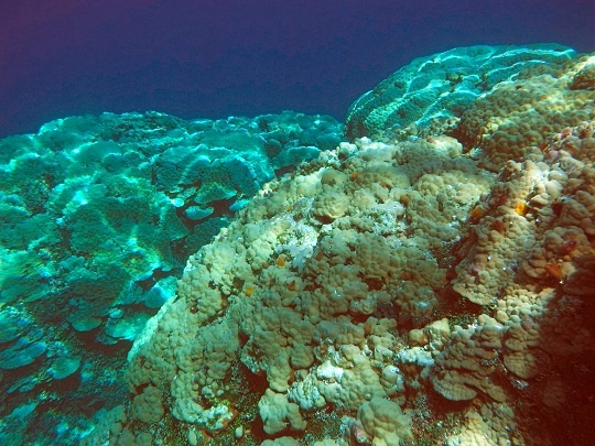 Porites lobata