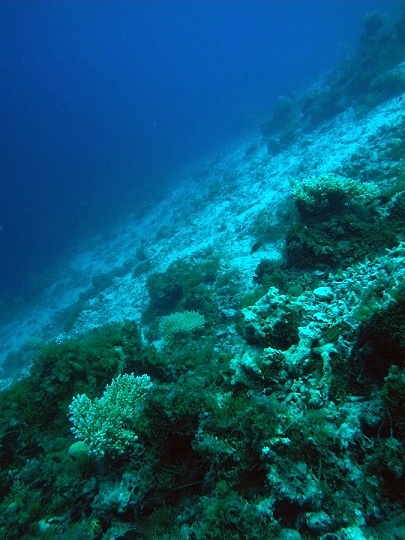 patch reef slope