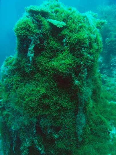 Caulerpa on pinnacle