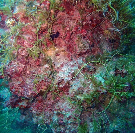 crustose coralline algae under green algae