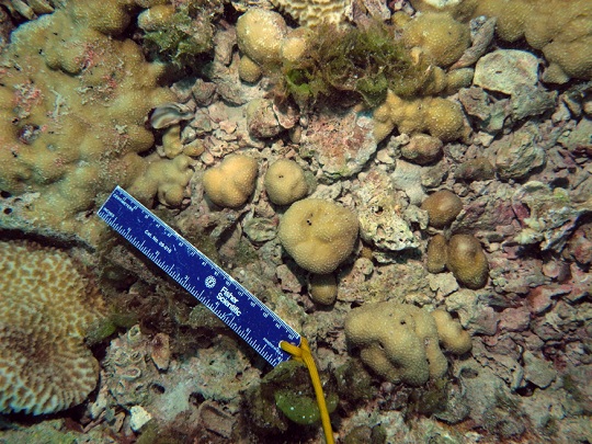 rolling stones at base of coral