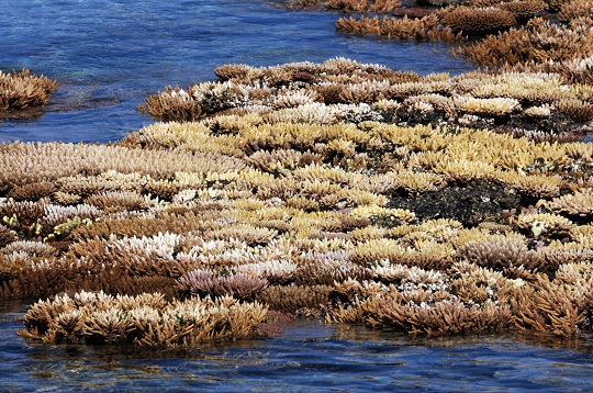 lagoonal reef with exposed corals