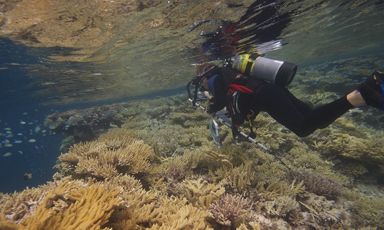 Dr. Andrew Bruckner, LOF Chief Scientist, scans the variety of coral.