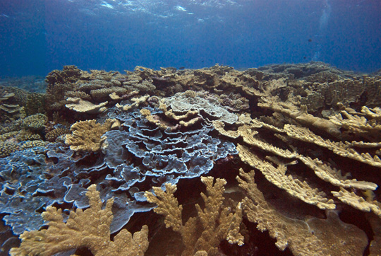 A few species of corals dominated the reefs.