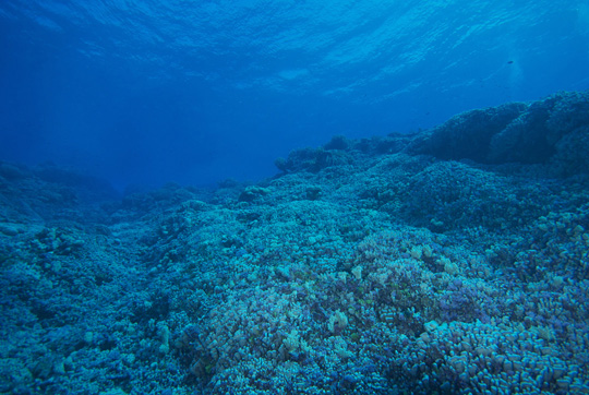 Acteon Fish Communities: Very few fish on this reef