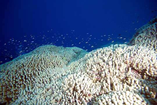 There is little available shelter for large fish in most of the reefs we surveyed at Acteon