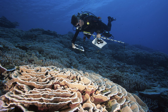 Live hard coral cover at the reefs of Acteon island group was 100% in many areas. Chief Scientis, Dr. Andrew Bruckner, laying a line to survey corals.
