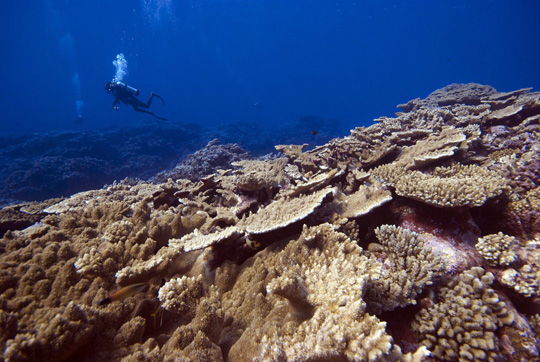 There were very few large fish on the otherwise beautiful reefs of the Acteon Islands