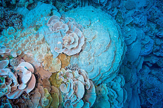 Bountiful corals of Maria Est
