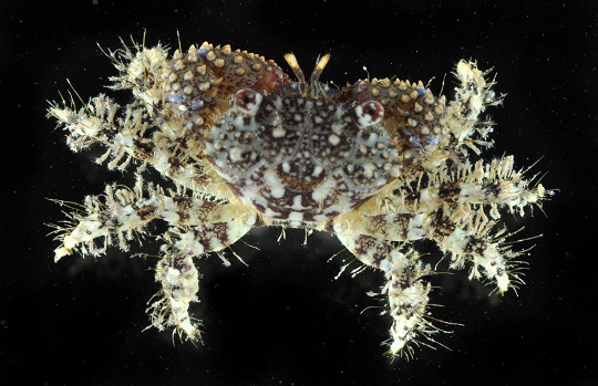 Micro Invertebrates: Reef crab (1 cm wide), genus Pilodius, as seen through dissecting microscope.