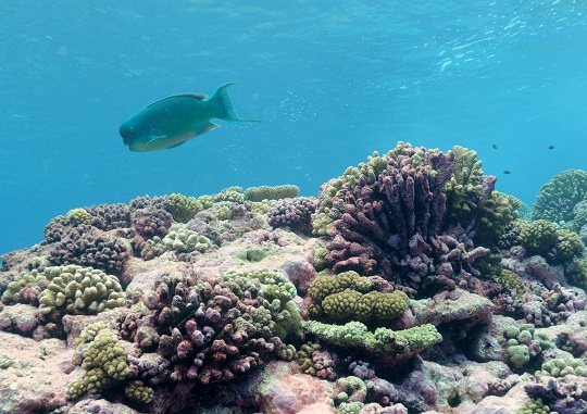 A parrotfish, Chlorurus microrhinos, swims along the reef.