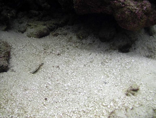 Sediment Samples: An example of coarse grained sediment predominately found on the reef slope.   Note the larger grains, pieces of coral fragments, and calcified algal chips