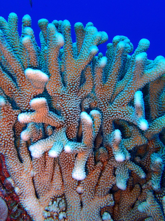 Details of Pocillipora branches with the typical verrucae 