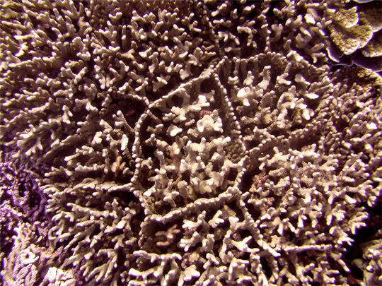 Top view of Pocillopora zelli colonies with branch fusion resulting in geometrical pattern separating colonies