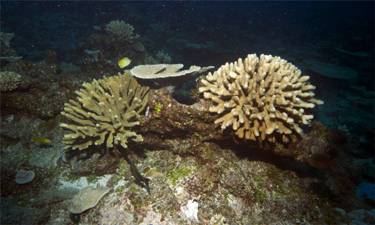 Two colonies of Pocillopora eydouxi with different appearance and color 