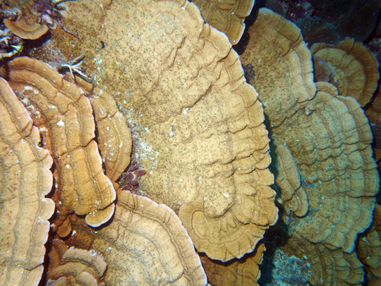 Deep water plates of Montipora