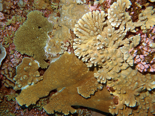 Diverse acropora