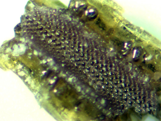 Microscopic view of an echinoderm spine found in a sediment sample