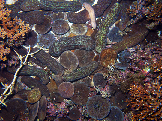 Piles of fungiid corals