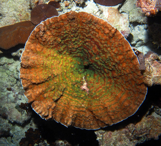 Rare deep water plate of Mycedium