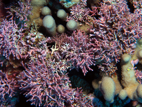 Red algae Amphiroa that the dinoflagellates settle on