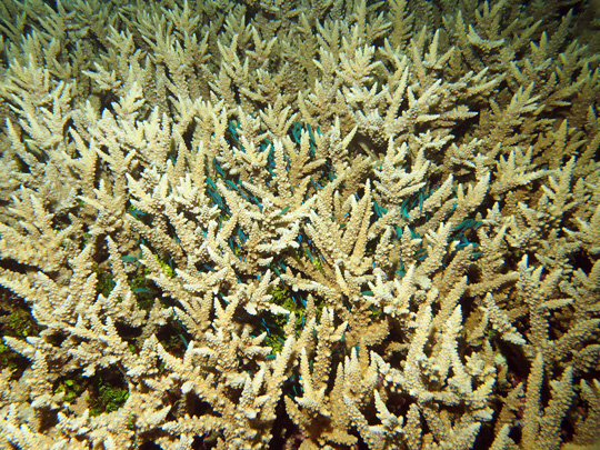 Staghorn coral