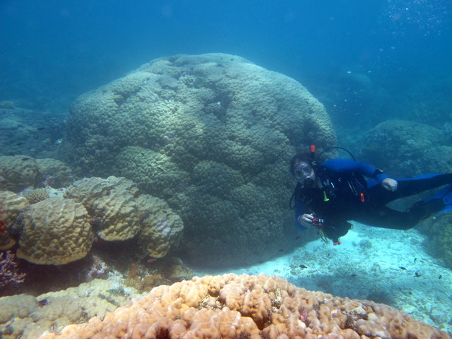 Jim swims in front of a large Porites coral colony