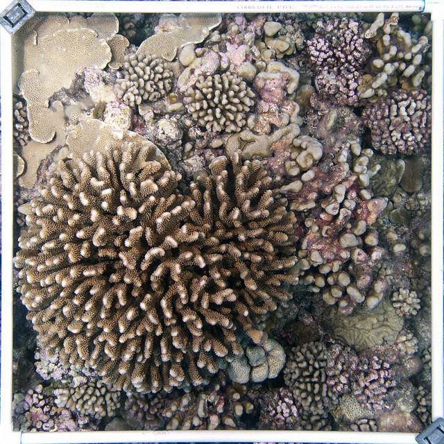 A coral filled quadrat.